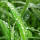 Image for article titled How to Awaken Your Lawn from Its Winter Slumber